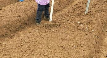 怎样种黄精视频,从播种到收获的实用视频教程