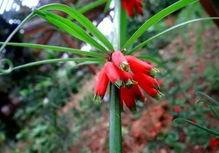 怎样种黄精视频,从播种到收获的实用视频教程