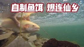 路亚鱤鱼视频,视频教学带你畅游鱼塘