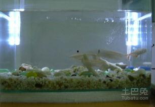 水族箱制作视频教程,从零开始打造你的海洋世界