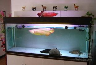 水族箱制作视频教程,从零开始打造你的海洋世界