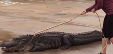 抓鳄鱼视频,勇敢者与鳄鱼的生死较量