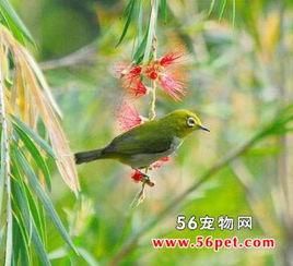 暗绿绣眼鸟小叙视频,自然之美中的灵动精灵