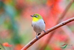暗绿绣眼鸟小叙视频,自然之美中的灵动精灵