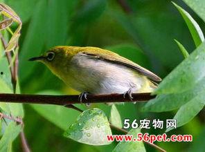 暗绿绣眼鸟小叙视频,自然之美中的灵动精灵