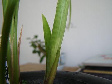 兰花刀法教学视频