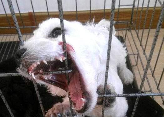 打比熊犬的视频,欢乐逗趣瞬间大盘点