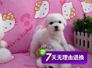 打比熊犬的视频,欢乐逗趣瞬间大盘点