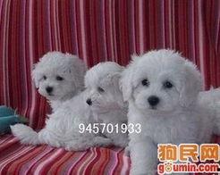 打比熊犬的视频,欢乐逗趣瞬间大盘点